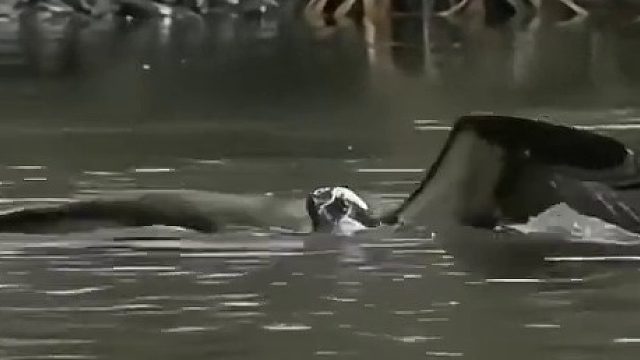 厉害了这老鹰抓这么大的鱼还能起飞