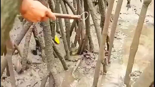 海水退潮，红树林鳗鱼泛滥