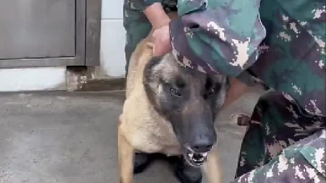 警犬队大高个彼特，工作时“硬汉”一个，要打针了秒变“怂娃”。