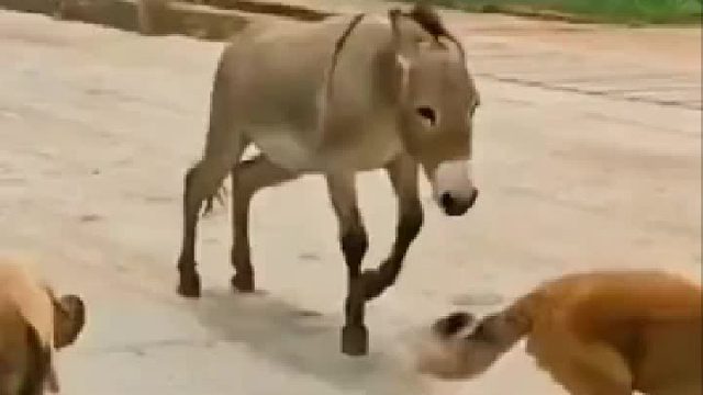 狼狗连驴都干不过吗？