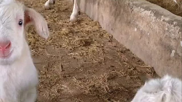 老羊：要不要尝尝羊腿的味道？