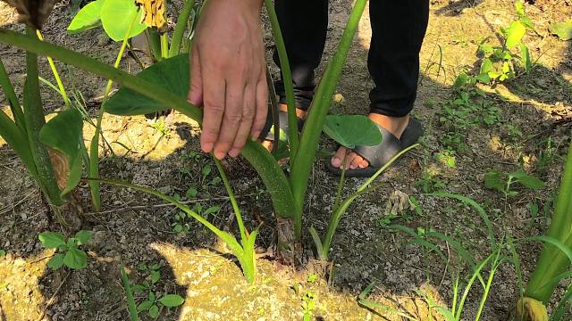这个广西特色酸野芋苗酸，吃起来小时候的味道