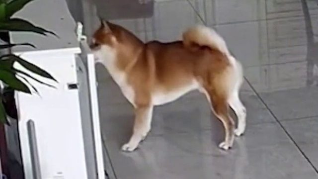 狗子趁猫咪不备上去偷袭，猫咪被咬后躺在地上不停抽搐