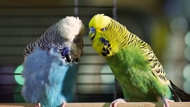 鹦鹉小情侣恋爱