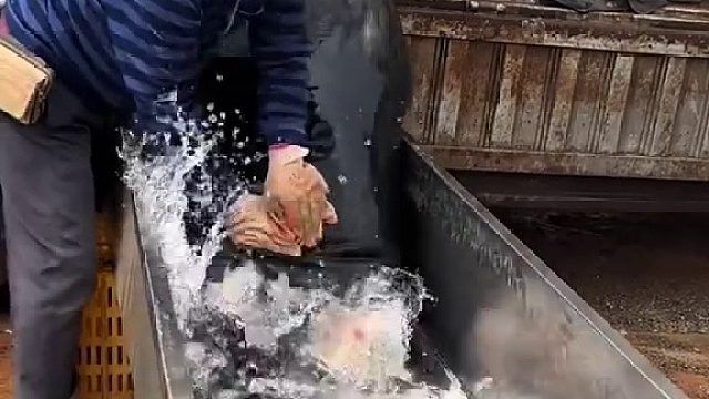 这鱼来的速度就像我们一样年年有余