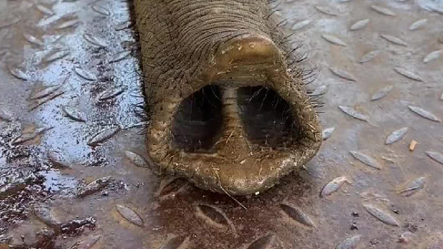 原来大象的鼻子是长这个样子的，而且就像手一样的灵活