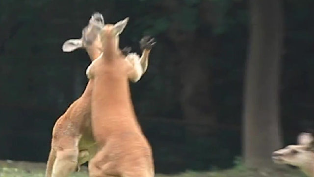 不是，哥们你打错鼠啦