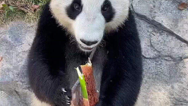 有人和我一样想吃笋的吗？