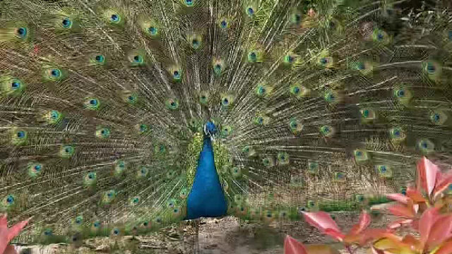 看到孔雀开屏必须点赞