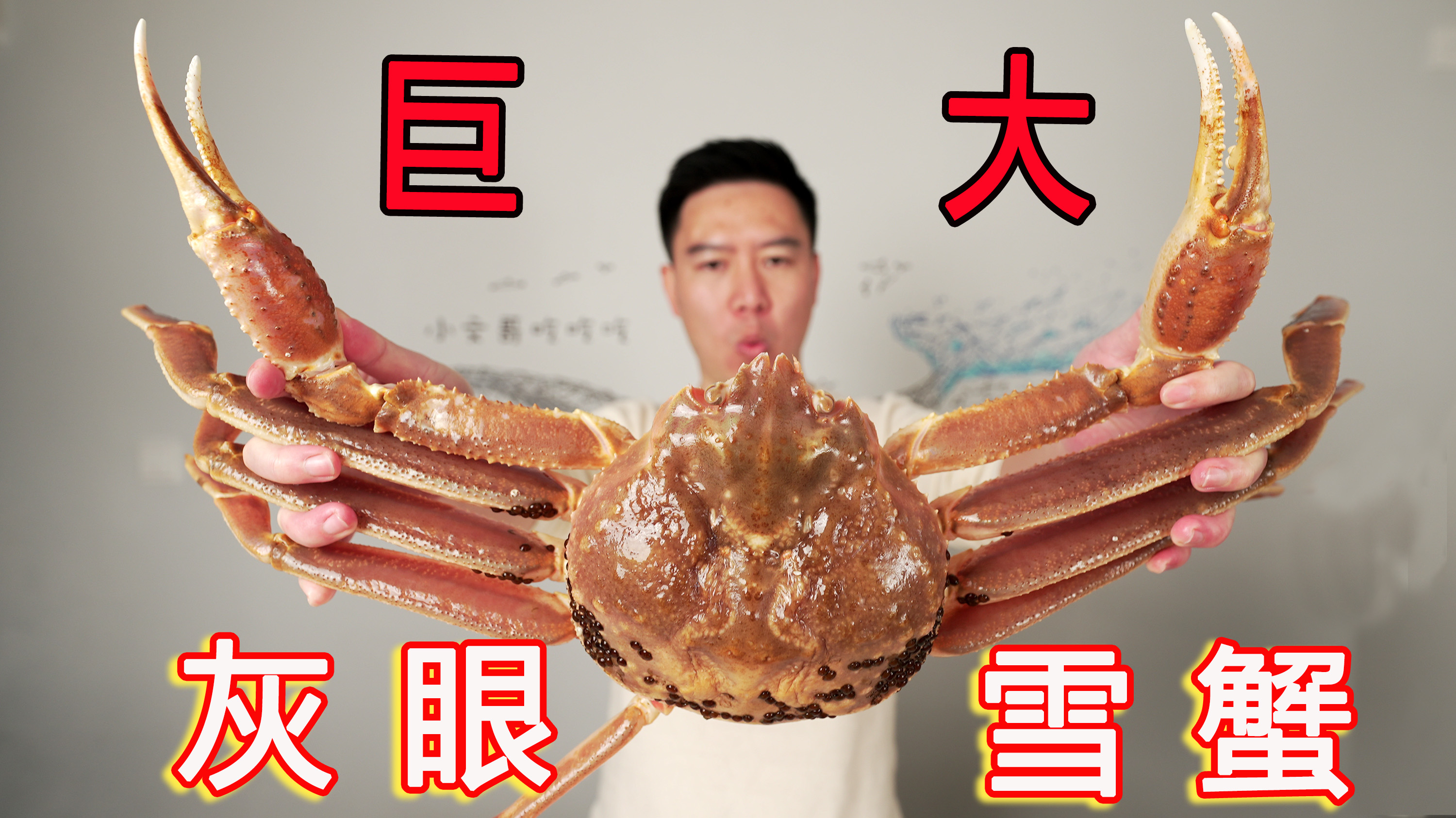 巨大松叶蟹，可遇不可求，刺身、煮粥连锅底都舔干净