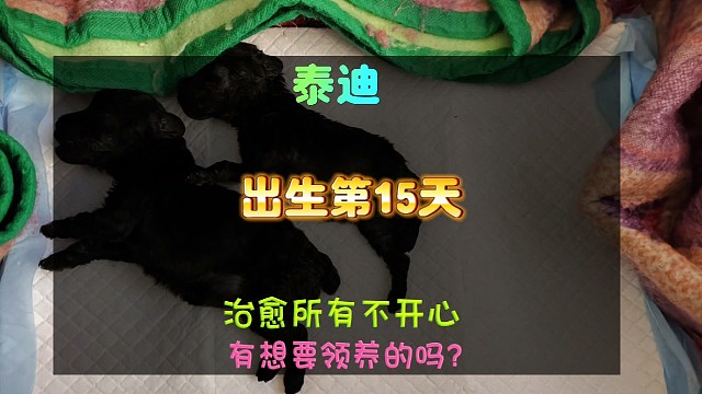 领养泰迪出生第十五