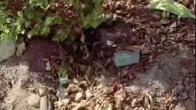 外国小哥分享他救助变色龙的全过程让我意想不到的是，它居然真的活过来了！