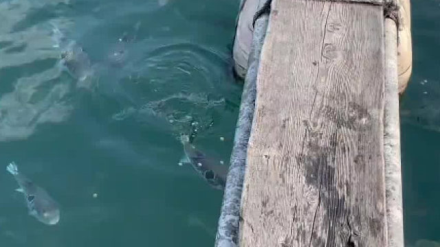 它一肚子气，嘴里还骂骂咧咧的