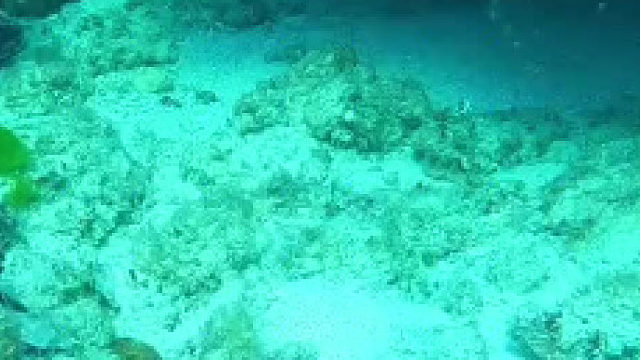 一个冷知识_如果没有人类等其他威胁_龙虾理论上是永生的