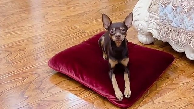 威逼不行只能利诱