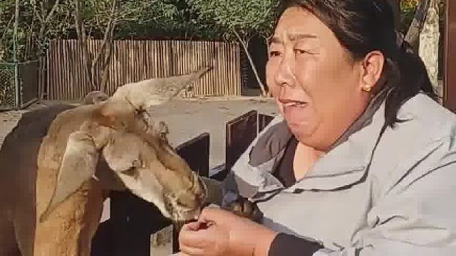 袋鼠原来肢体这么协调啊？ 还会拽人