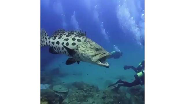 手里拿着鱼枪没敢打。