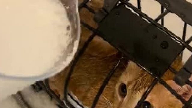 妹子养了一只超级抗拒洗澡的猫咪！没办法，她只能这样做了