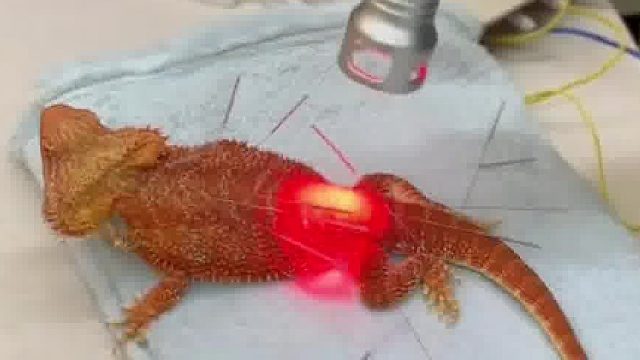 医生用针灸给受伤的小蜥蜴治疗！