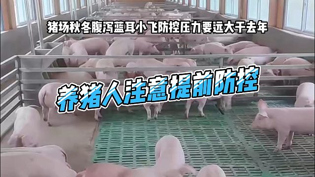 养猪人注意了！今年猪场秋冬流行性腹泻蓝耳小飞防控压力要远大于去年 建议大家提前做好防控工作#养猪
