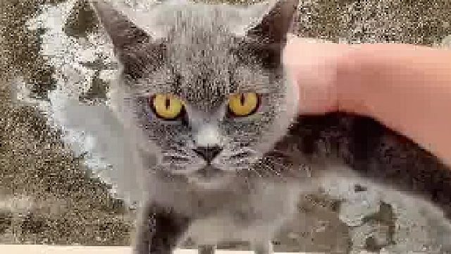 这猫咪回家的方式有点特别