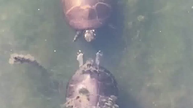 乌龟这是在干嘛啊