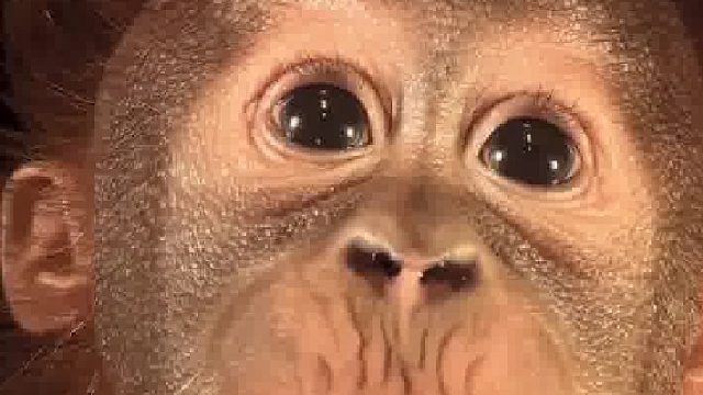 第一次这么仔细看猩猩……