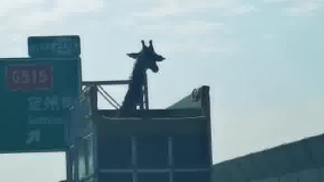 旅途中发现的小可爱    沿途的风景让它欣赏个够了