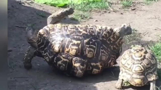 动物之间的互帮互助