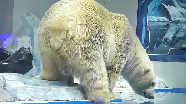 北极熊：试探一下水温。嗯，凉快！玩具：走你