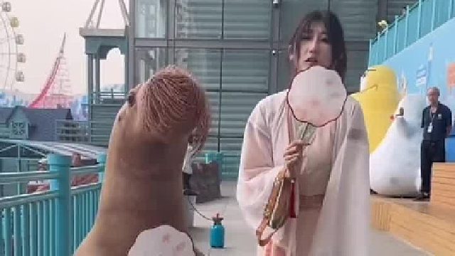 怎么觉得海豹气质更好呢…