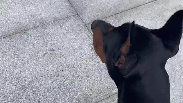 这两天我的遛狗状态