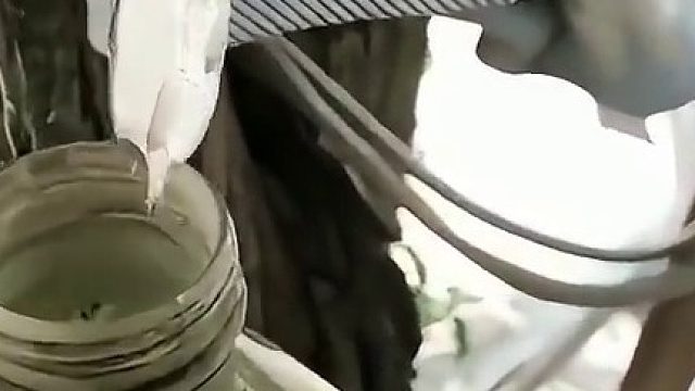 最起码从爷爷辈二开始养了吧