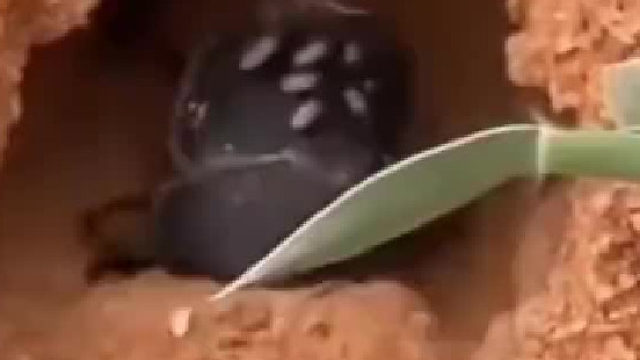 它是怎么把粪搓这么圆的？