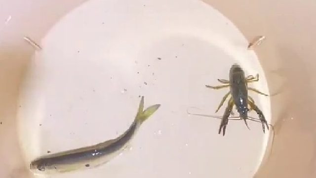 夜晚抓小鱼去咯