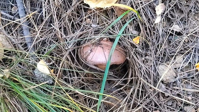 今天捡蘑菇的运气真好