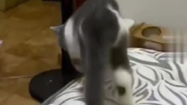 猫咪优雅下床，结果“翻车”，猫：哎哟喂我的老腰