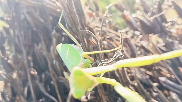 国服第一螳螂之回首掏