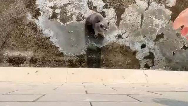 看得出来，它是真信你啊