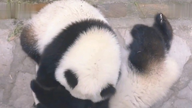 滚滚团子们的搞笑日常