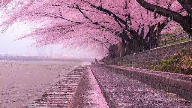 樱花雨