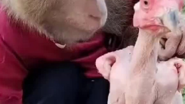 这猴子挺有耐心那！鸡脑袋上的毛都耗没了！