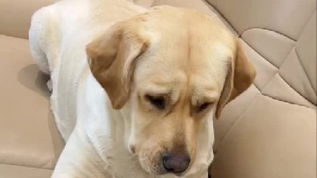 跟狗子玩游戏，把狗子整蒙圈了