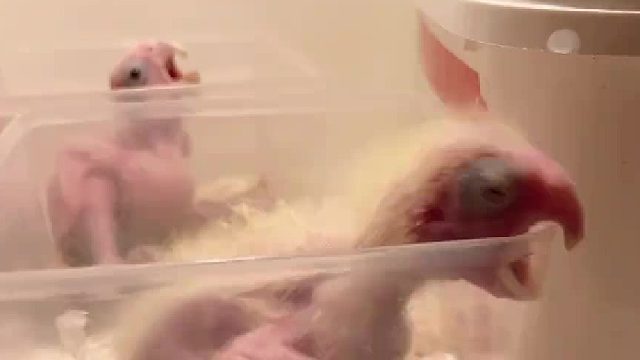 一个打桩机，一个开水壶