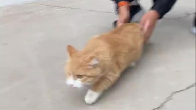 小猫第一次下楼的真实写照