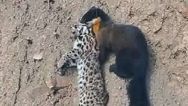 一只黄喉貂猎杀了一只跟自身体型相当的豹猫