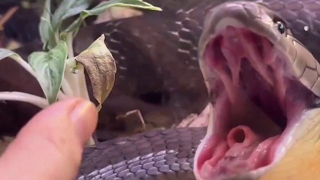 快把那该死的食物给我