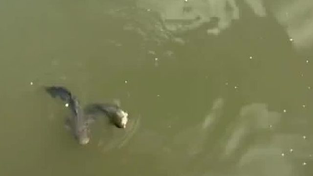 必须放生了，你为后代积德