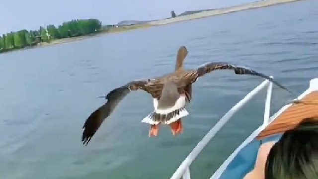 大雁：好好破风，别瞎摸