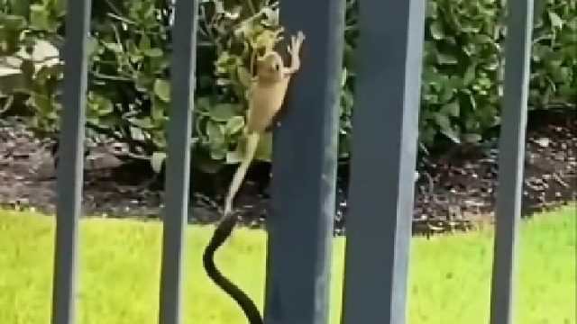 青蛙与蛇极限拉扯，结果万万没想到…